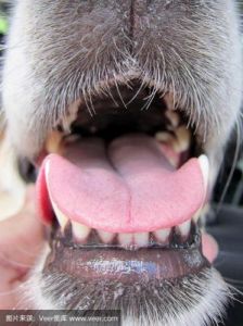 为什么狗张着嘴巴 狗为什么张着嘴
