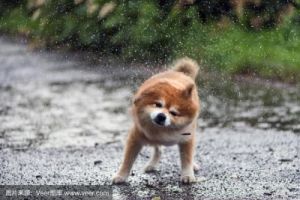 狗淋雨为什么不跑 狗淋雨后不吃东西