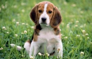 大耳朵狗叫什么 72种名犬小型犬