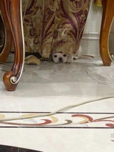 狗为什么钻窗帘 狗为什么在窗帘后面