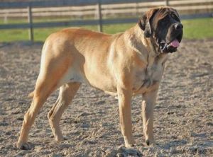 短毛大型犬 大型犬排名