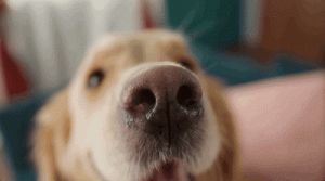 狗的嗅觉是人的多少倍 狗图片