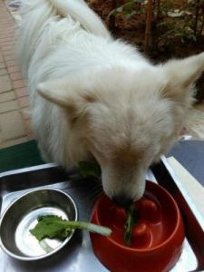 狗狗吃什么蔬菜对身体好 狗狗身体结构图