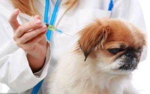 狗狗狂犬疫苗多久打一次 狗狗爪子划破轻微破皮