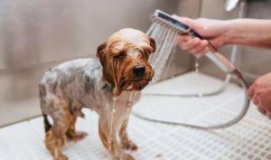 狗狗三天洗一次澡行吗 狗狗乱尿最简单的方法