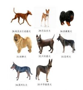 中华田园犬为什么禁养 正宗的土狗养殖场