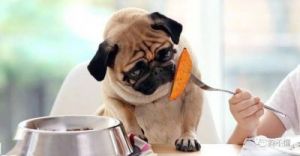 狗为什么吃木薯 木薯有毒为什么还要吃