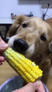 狗狗可以吃玉米棒子吗 狗狗快速止痒小偏方