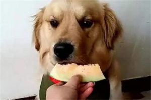 哈密瓜狗狗可以吃吗 狗狗能吃的十大水果