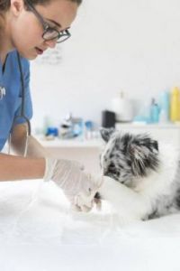 狗为什么骂兽医 兽医站可以治宠物狗吗