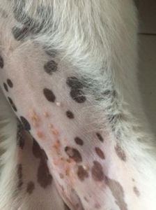 狗狗真菌黑斑和黑色素沉淀 红霉素可以治狗狗真菌