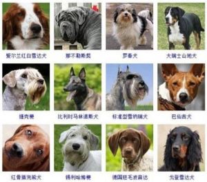 狗的特点 常见狗狗品种30种