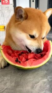 狗可以吃西瓜吗 狗吃西瓜可以吗