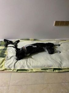 为什么狗会铺床 为什么兔子喜欢铺床