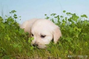狗吃草的原因是什么 狗吃草图片