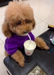 小狗能喝牛奶吗 狗狗禁止食物一览表