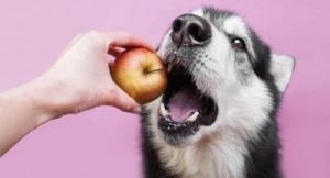 狗可以吃葡萄吗 犬瘟症状