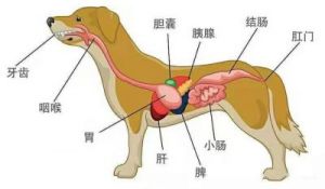狗狗身体器官部位图解 阴茎二次发育锻炼教程