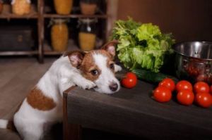 狗狗能吃西红柿吗 狗狗禁止食物一览表
