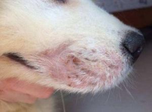狗狗真菌和螨虫区别图 疥螨虫感染皮肤病图片