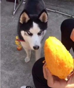 狗能吃芒果吗 狗能吃芒果