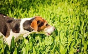 狗狗吃草是什么原因 狗狗禁止食物一览表