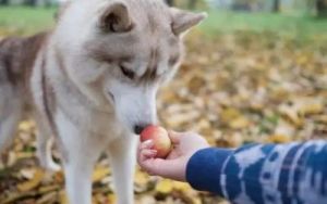 狗狗可以吃桃子吗 狗狗可以吃水蜜桃吗