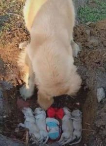 狗埋食物为什么 狗狗埋食物是怎么回事