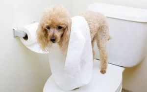 狗狗漏尿怎么治疗最有效方法 狗狗漏尿怎么治
