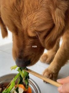 狗能吃菠菜吗 痛风可以吃菠菜吗