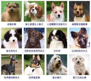 犬的种类 犬种类大全图片