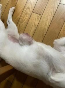 狗狗身上长瘤子怎么办 人的身上长瘤子的图片