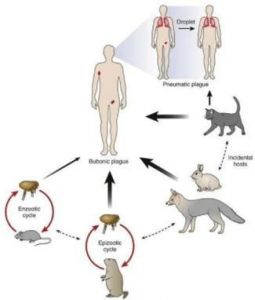 猫携带狂犬病毒的几率 被猫咬伤十日观察法