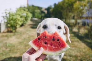 狗能吃蓝莓吗 狗吃蓝莓吗
