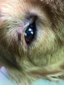 狗狗眼睑板腺瘤 狗狗皮脂腺瘤怎么治疗