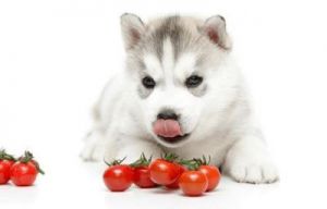 狗能吃西红柿吗 狗狗禁止食物一览表