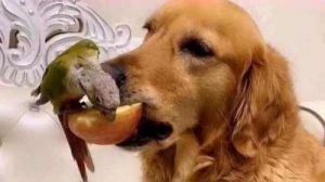 狗狗能吃苹果吗 狗狗拉稀在家自救方法