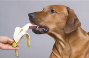 狗能吃菠萝吗 狗可以吃菠萝吗