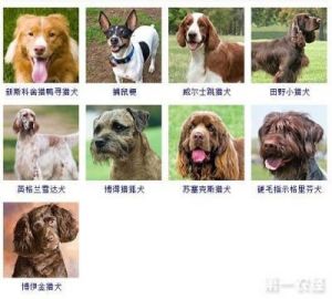 宠物狗的品种 宠物狗品种图片