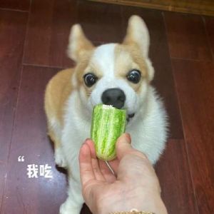 狗可以吃黄瓜吗 狗吃黄瓜的正确方法