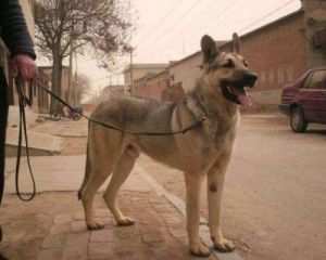 狼青犬与土狗之间的显著区别狼青犬与普通土狗的明显对比