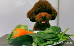 狗狗能吃什么蔬菜 狗狗能吃100种食物