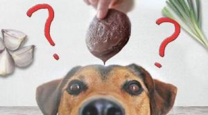 狗吃巧克力会死吗 宠物狗禁忌食物一览表