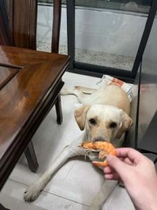 狗狗能吃虾吗 狗狗禁止食物一览表