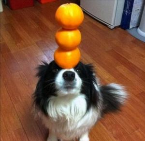 狗狗可以吃橙子吗 狗狗年龄对照表