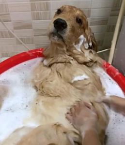 狗为什么洗澡睡觉 狗为什么没事就睡觉