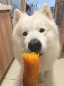 狗为什么好吃红薯 狗可不可以吃红薯