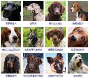 狗狗种类大全带图 狗智商排名1至100