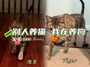 为什么非得养猫狗 为什么家里养不活猫狗