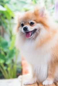 博美狗狗品种：美丽聪明活泼的宠物伙伴